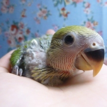 手乗りコザクラインコ　ノーマル　ヒナ　１月１０日