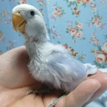 コザクラインコ・バイオレットパイド