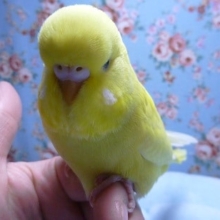ジャンボセキセイインコ・ダブルファクター
