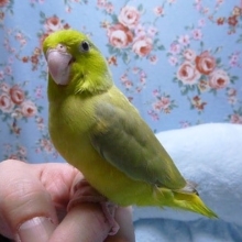 マメルリハ・ノーマルパイド
