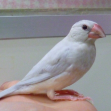 手乗りシルバー文鳥　　２０１９年３月３０日撮影