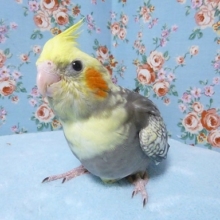 オカメインコ・パールパイド