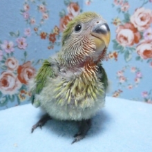 手乗りコザクラインコ　ノーマル　ヒナ　３月２３日