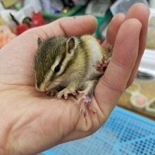 シマリス　ベビー入舎してます！