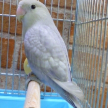 コザクラインコ　パステル　　２０１８年１２月入舎