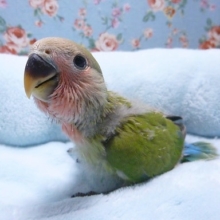 手乗りコザクラインコ　ノーマル　ヒナ　４月１５日