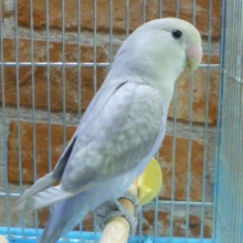 コザクラインコ・パステル