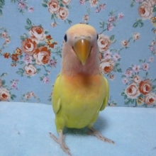 手乗りコザクラインコ　アメリカンチェリー　ヒナ　４月８日
