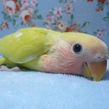 コザクラインコ・アメリカンチェリー