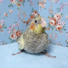 手乗りオカメインコ　パール　ヒナ　４月４日