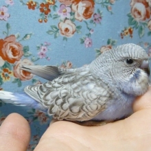 セキセイインコ・スパングル・バイオレット