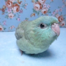 手乗りサザナミインコ　色変わり　スパングル　ヒナ　４月２９日