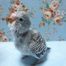 手乗りセキセイインコ　バイオレット　４月８日　（２羽目）