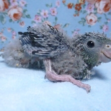 手乗りサザナミインコ　ノーマル　４月２９日