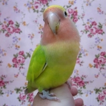 手のりコザクラインコ　オパーリンタイガー