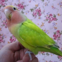 コザクラインコ・オパーリンタイガー