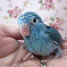 手のりマメルリハインコ　ブルーの女の子
