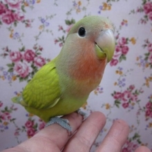 コザクラインコ・シナモンチェリー
