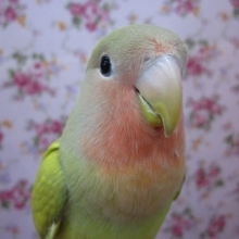 コザクラインコ　シナモンチェリー　ヒナ餌卒業済