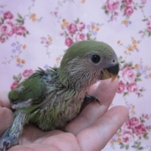 手のりコザクラインコ　ノーマル
