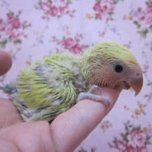 手のりコザクラインコ　シナモン