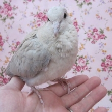 手のりジュズカケバト