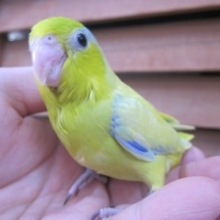手のりマメルリハインコ　アメリカンイエローの男の子