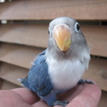 ボタンインコ・ブルー