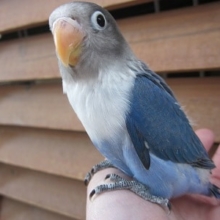 手のりボタンインコ　ブルー