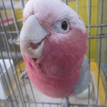 モモイロインコのももちゃん