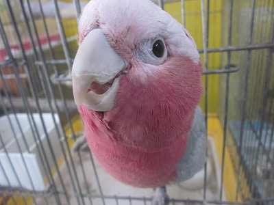 モモイロインコのももちゃん モモイロインコのももちゃん