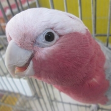 モモイロインコ