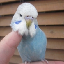 手のりジャンボセキセイインコ　ヒナ餌卒業済み