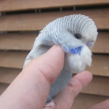 ジャンボセキセイインコ・色々