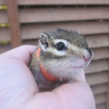馴れシマリス　男の子