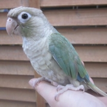 手のりウロコメキシコインコ　ブルーシナモン