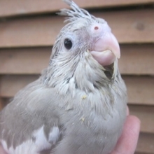 オカメインコ・ホワイトフェイスシナモン