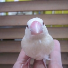 手のりブンチョウ　クリーム　ヒナ餌卒業済み