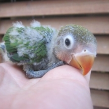 手のりキエリボタンインコ　ヒナ