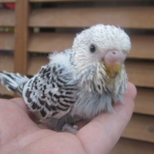 手のりジャンボセキセイインコ