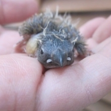 手のりキンカチョウ