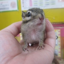 馴れシマリス　女の子
