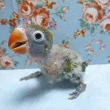 手乗りキエリボタンインコ　ヒナ　４月１８日