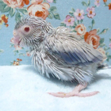 マメルリハ・コバルトファロー