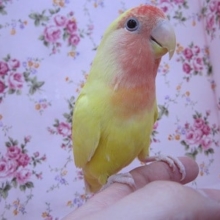 手のりコザクラインコ　ゴールデンルチノーの女の子