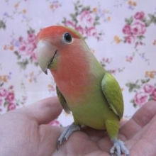 手のりコザクラインコ　スパングル