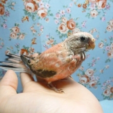 綺麗な色合いのローズアキクサインコのヒナちゃん