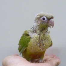 ウロコインコの仲間｜シナモン