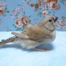 キンカチョウ・シナモン