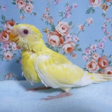 ビセイインコ・ルチノー